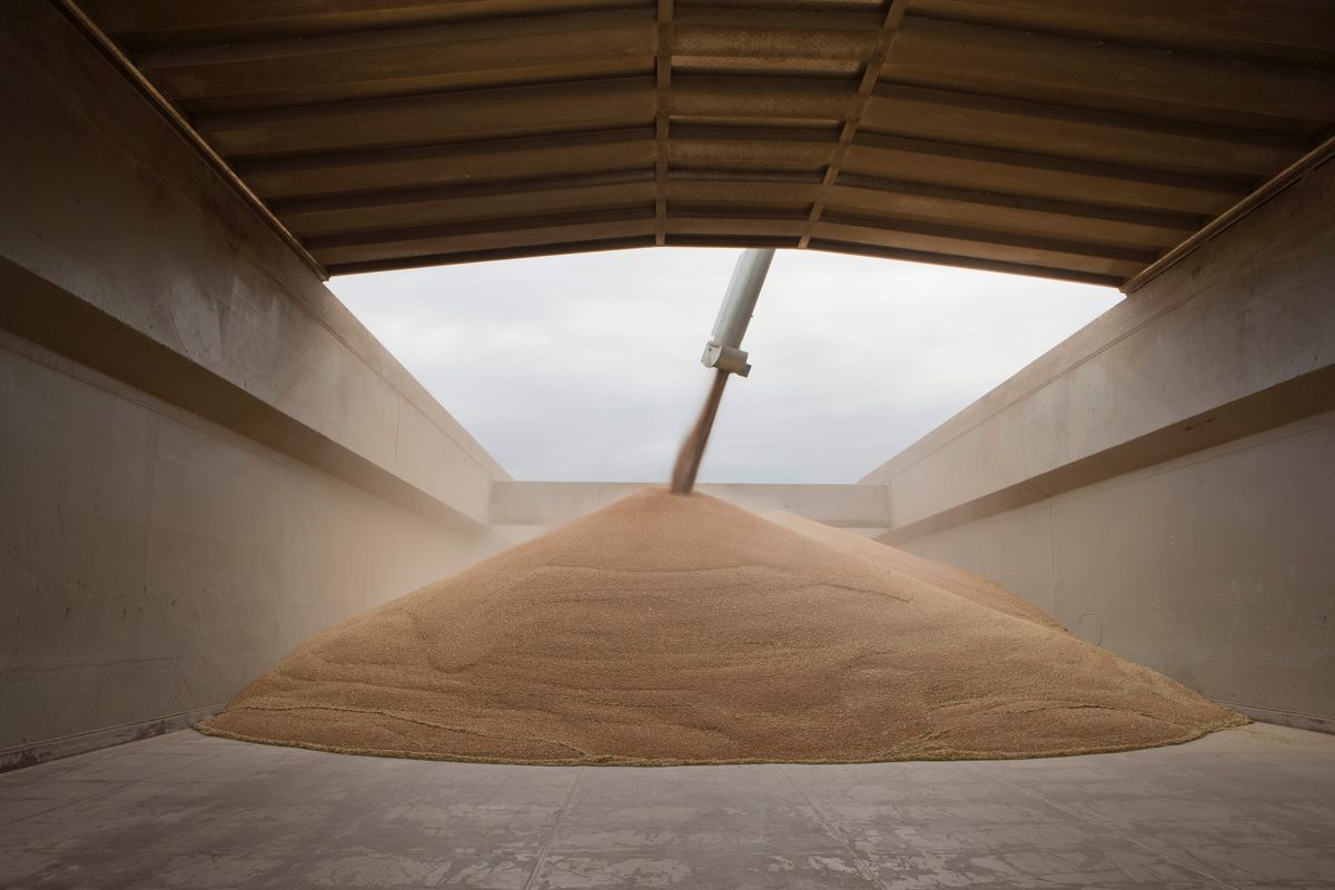 Grain,Harvest,In,The,Netherlands.,Dumping,Grain,In,The,Hold ukrán gabona
