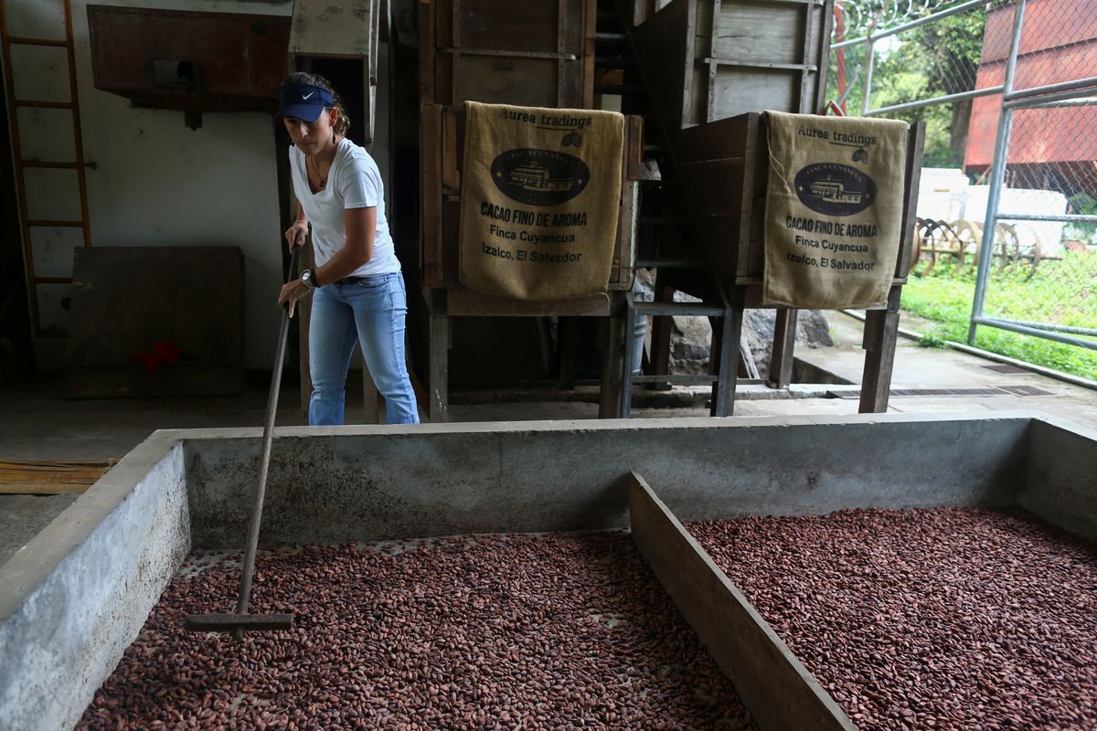 Cocoa plantation in Izalco
