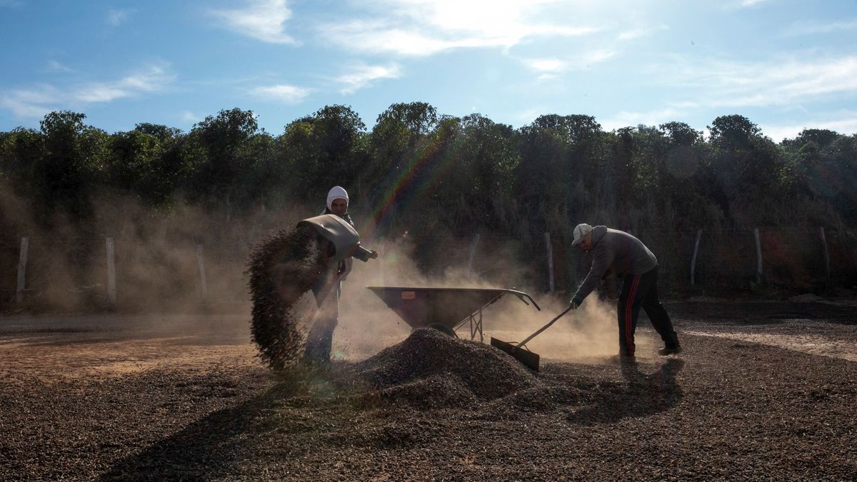 kávé,Frost affects coffee crops in south of top Brazilian producer state Minas Gerais