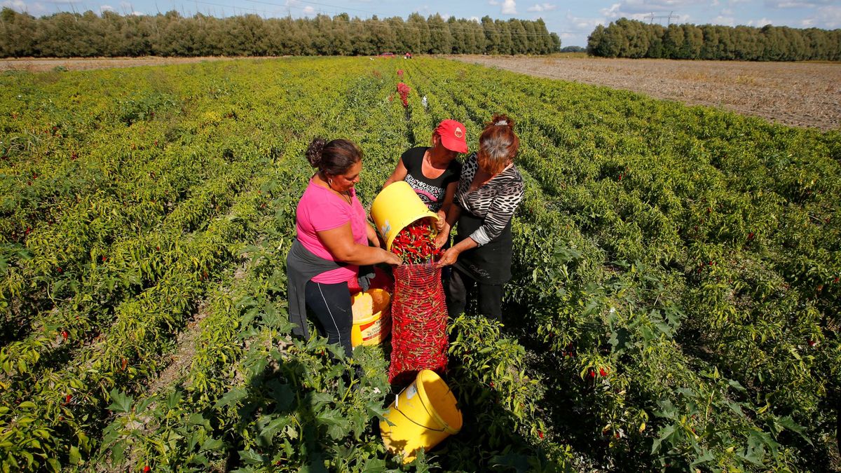 import,Three women load red peppers into a sack in a field for a company producing powdered paprika, one of Hungary's best-known staples, in Batya