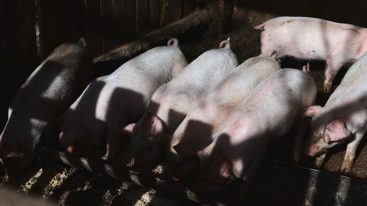 Sertéspestis: háromezer sertést kellett leölni, új fertőzés nincs, de a legnagyobb csapás még csak most jöhet 