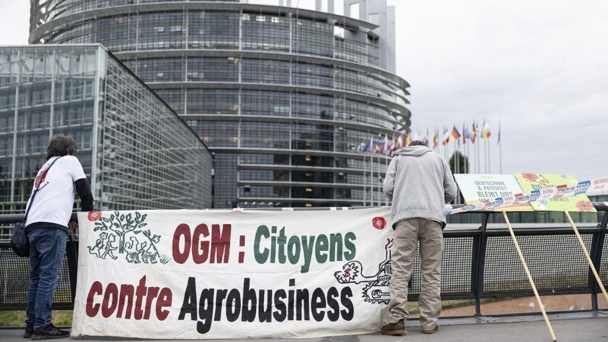 Elszabadult a vita az új GMO-k miatt: nekimentek a természetvédők a Tisza Párt képviselőinek 