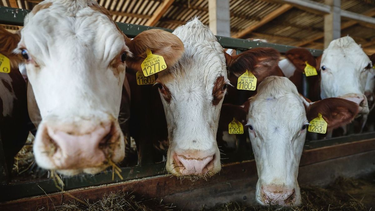 Darázsfészekbe nyúlt Magyar Péter – háborog az egész agrárvilág 