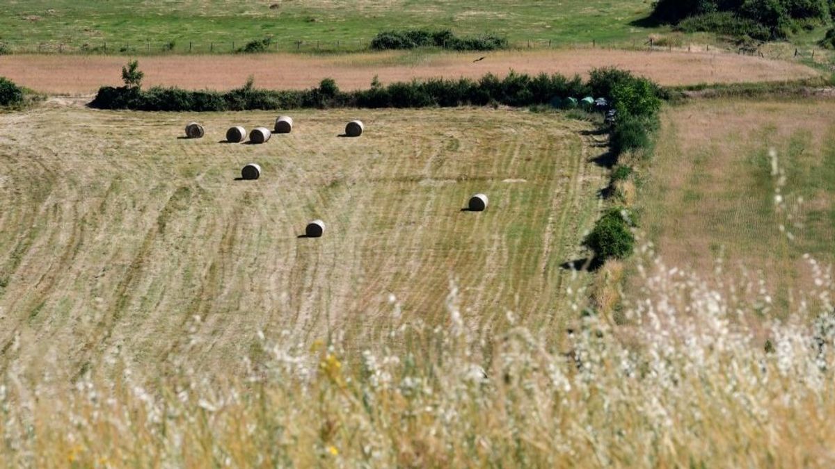 Hőkupola: a francia hőség a magyar kukoricapiacot is felkavarhatja 