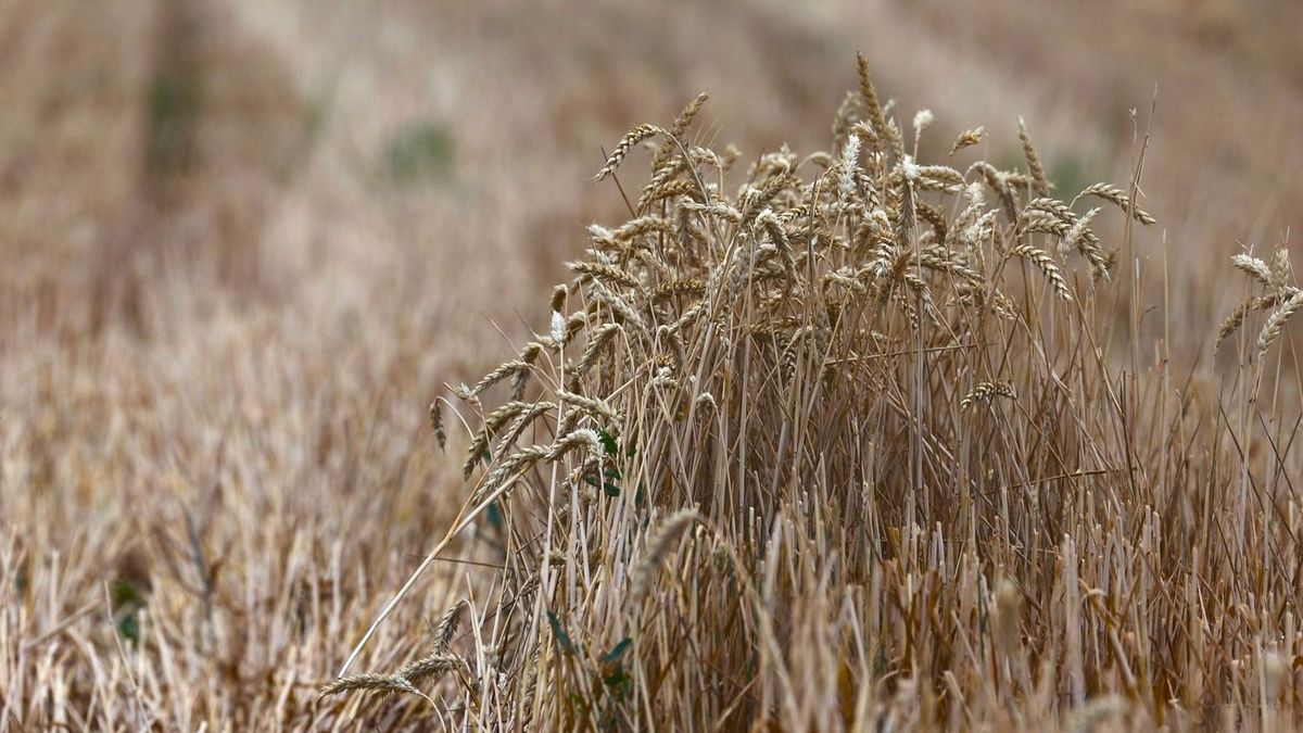 Aszály, gyenge termés, alacsony árak: a gazda kevesebbet kap, a vásárló többet fizet – összeértek az agrárium válságtünetei 