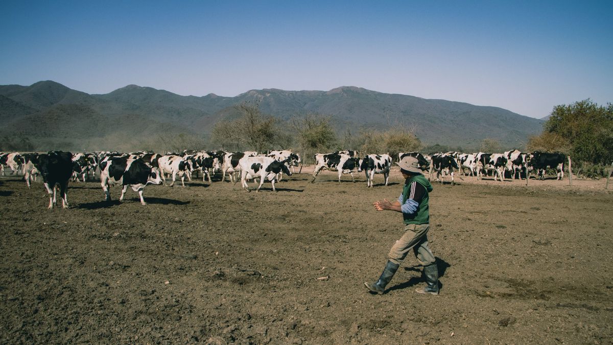 állattenyésztés,Dairy farming in Salta, Argentina - 13 Jul 2022