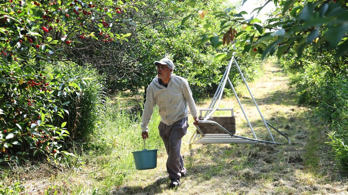 Itt vannak a friss meggyárak: meggyválság jöhet, gyenge termés és fogyó export sújtja az ágazatot 