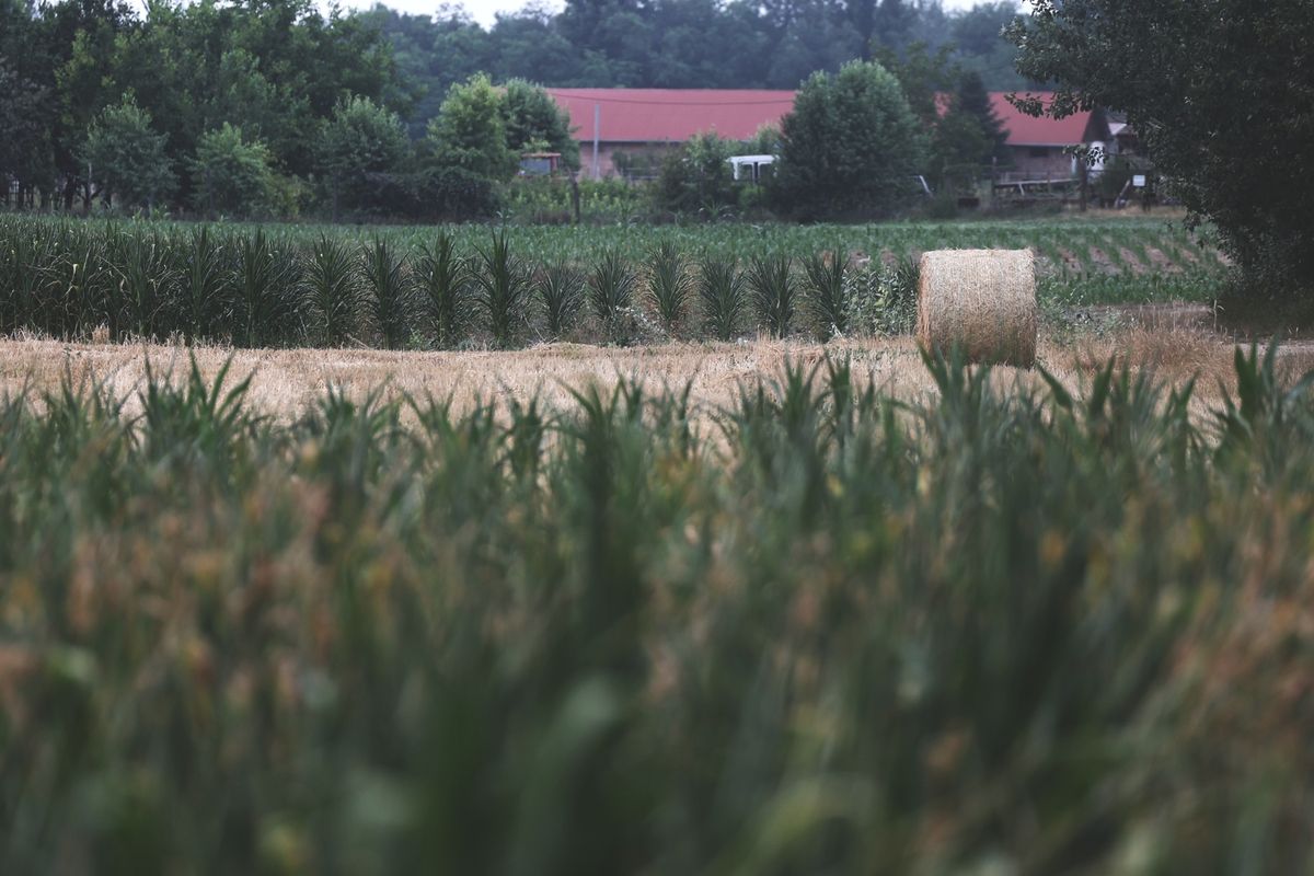 hőség, aszály, hőhullám, kukorica, gabona, napraforgó,