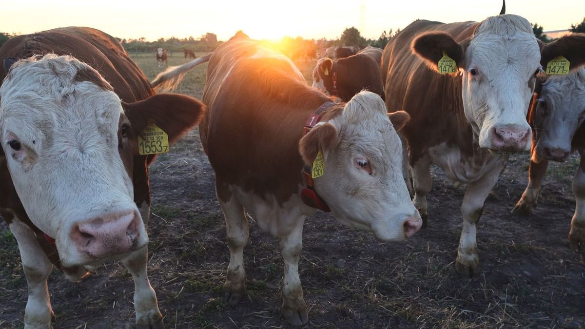 Nem akárhonnan érkezett a figyelmeztetés: a kukorica és a tejpiac lehet az agrárium gyenge pontja 