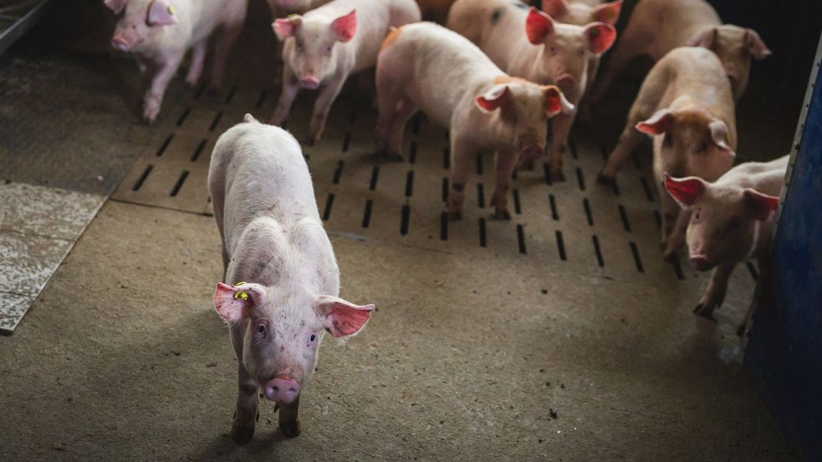 Terjed a vírus a szomszédban, több tízezer állat pusztult el – kirúgták a krízisközpont vezetőjét, vasszigor jön Szerbiában