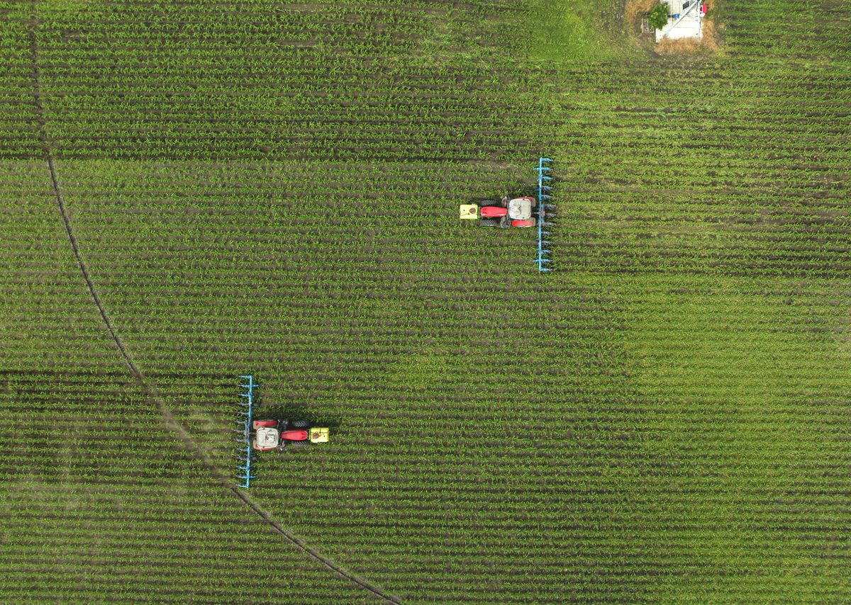mezőgazdaság, magyar agrárium, európai mezőgazdaásg, termelés, gabona