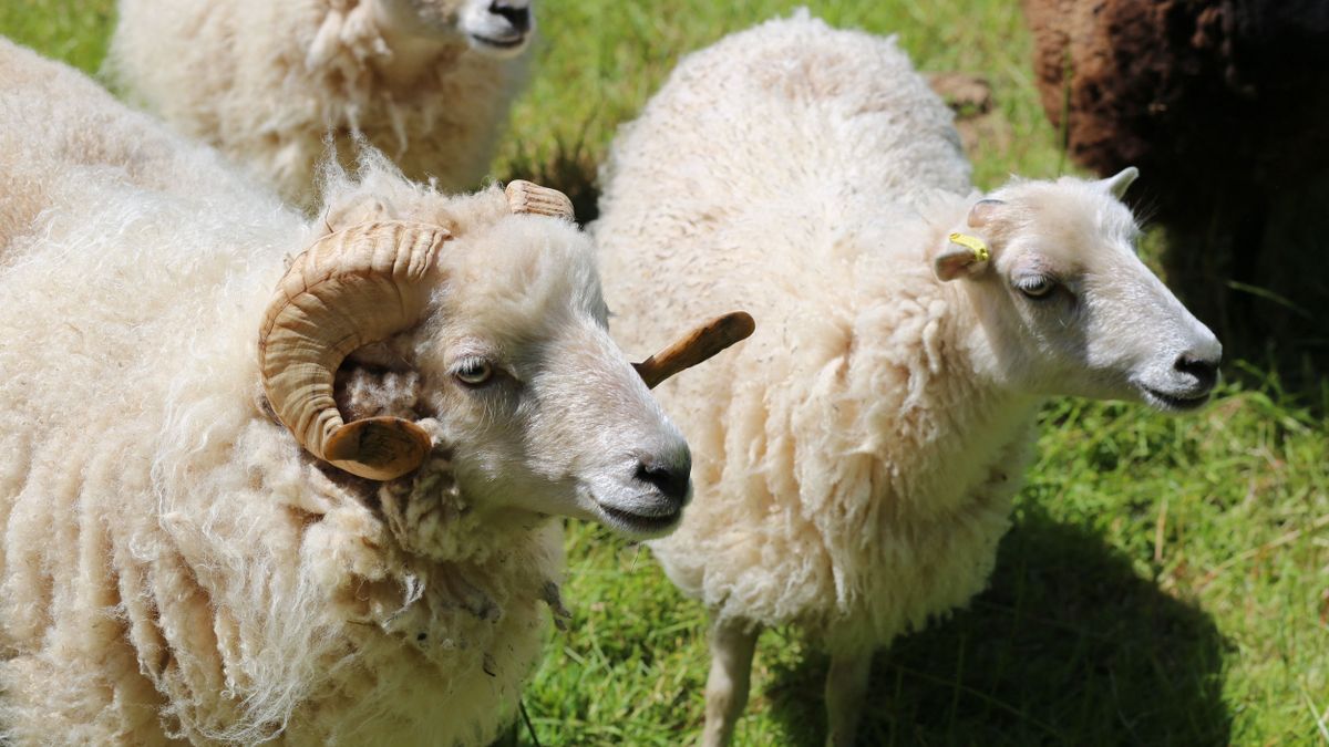 Csőstül jön a baj: Magyarország két szomszédjánál is jelen van már a pestisvírus – ha bekerül az országba, szabályos mészárlás lesz az állatoknál 