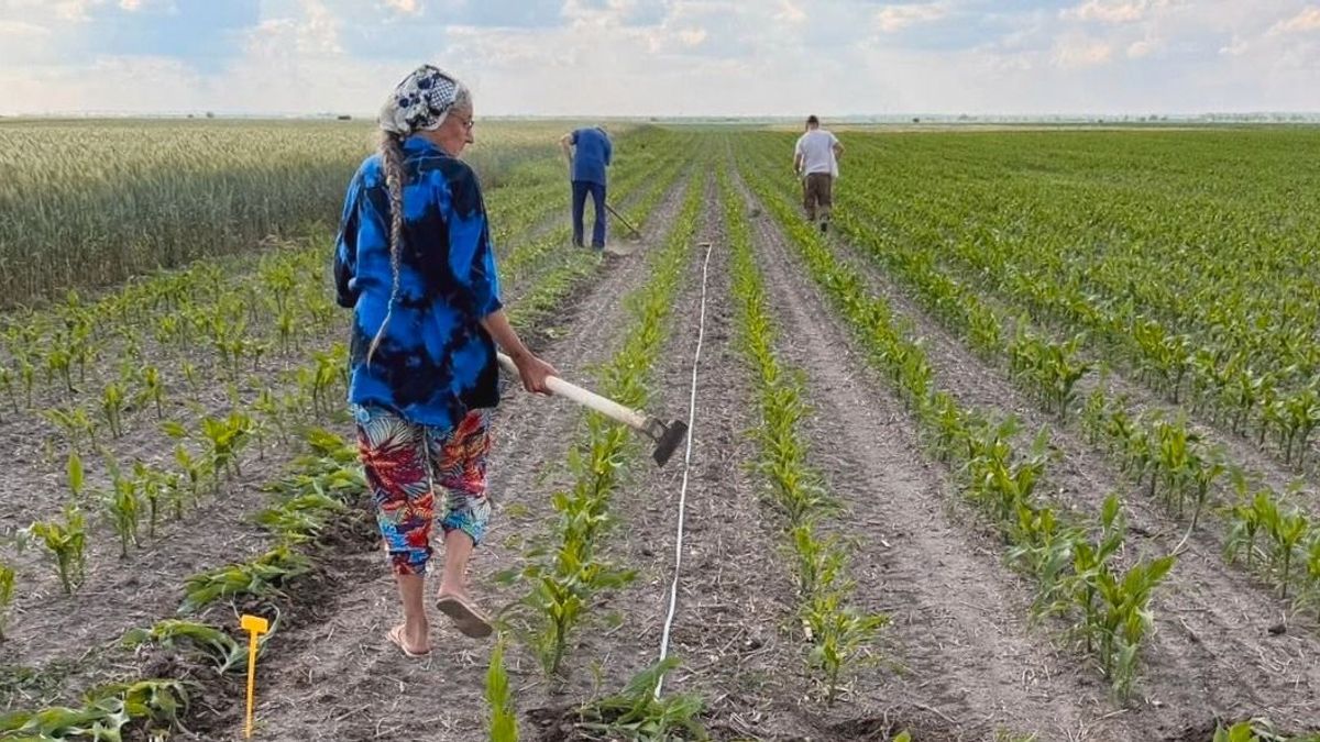 Jelentős bérkülönbségek a mezőgazdaságban – kiderült melyik vármegye Magyarország agrárközpontja 