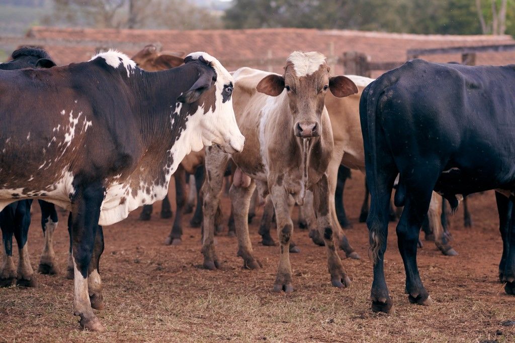 Mercosur, brazil marha, marhahús, szarvasmarha, JBS