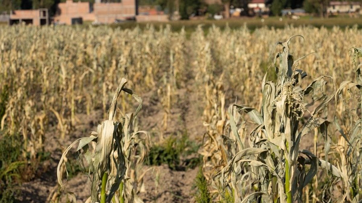 Megroppantotta a hőség a kukoricatermést, apadnak a világ készletei 
