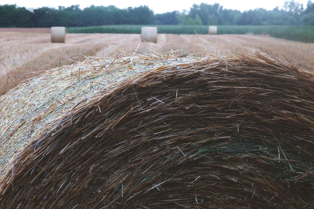 aszály, aratás, szárazság, búza, árpa, termelők, agrárválságaratás