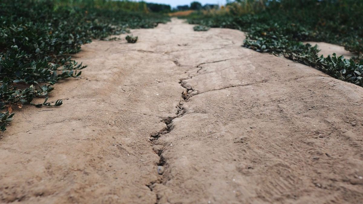Aszálykár: így csökkenthető a földbérleti díj, de a gazdáknak gyorsan kell lépniük - törvénymódosítást kezdeményeznek