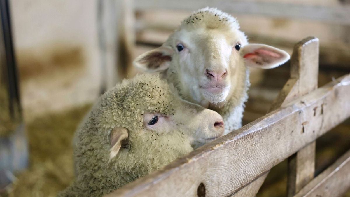 Pestis a szomszédban: nem sikerült kordában tartani, újabb kitörést jelentettek Romániában 