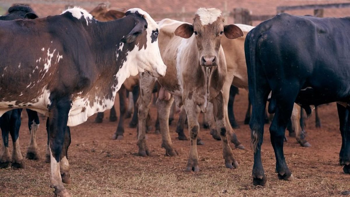 Már repedezik az EU–Mercosur alku: az évi harmincmillió marhát levágó brazil cég feladta klímavédelmi céljait 