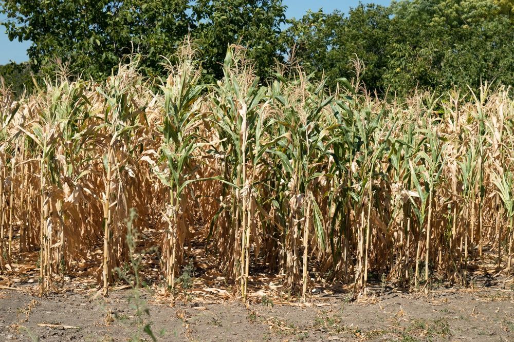 Dry,And,Damaged,Corn,Crop,Plants,On,A,Farm.,Lack