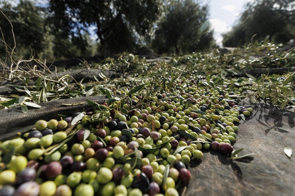 Flood-torn Jaen faces olive harvest crisis as drought strikes, depleting expected yields olíva