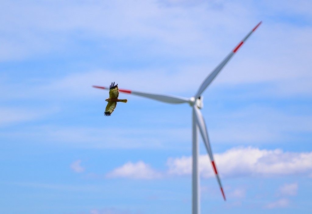 energetika Species conservation and energy transition: Marsh harrier flies in front of wind turbine