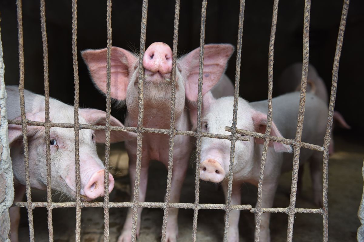 CHINA ANHUI AFRICAN SWINE FEVER (ASF) afrikai sertéspestis
