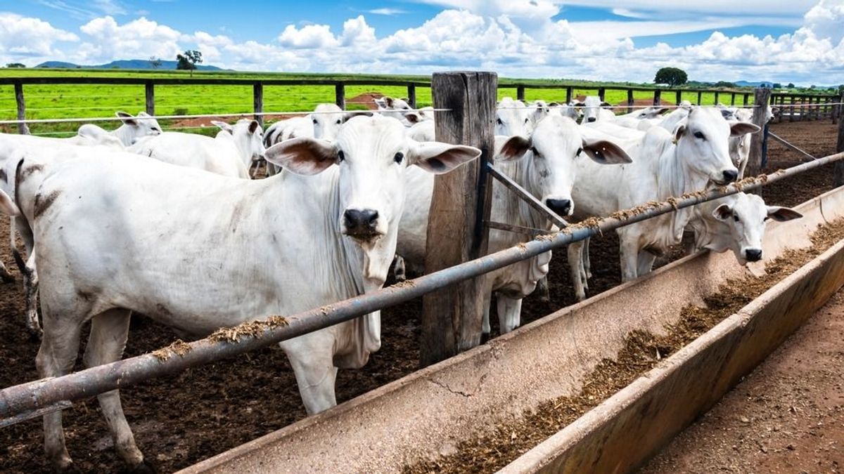 Mercosur: elhasalt Brazília az antibiotikum kérdésén, egyelőre úgy tűnik, nem érkezik onnan export szarvasmarha – az EU végre a sarkára állt 