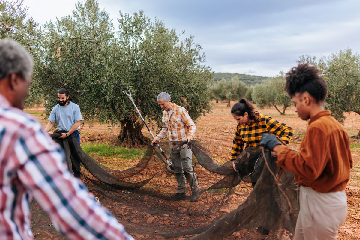 Farmers,Holding,Nets,For,Harvesting,Olives,In,An,Olive,Grove olíva