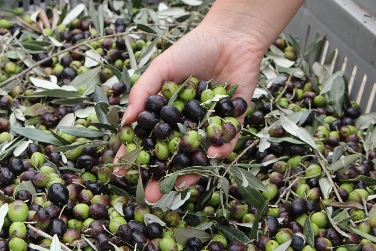 The,Long,Journey,Of,Olives,To,Become,Extra,Virgin,Olive olíva