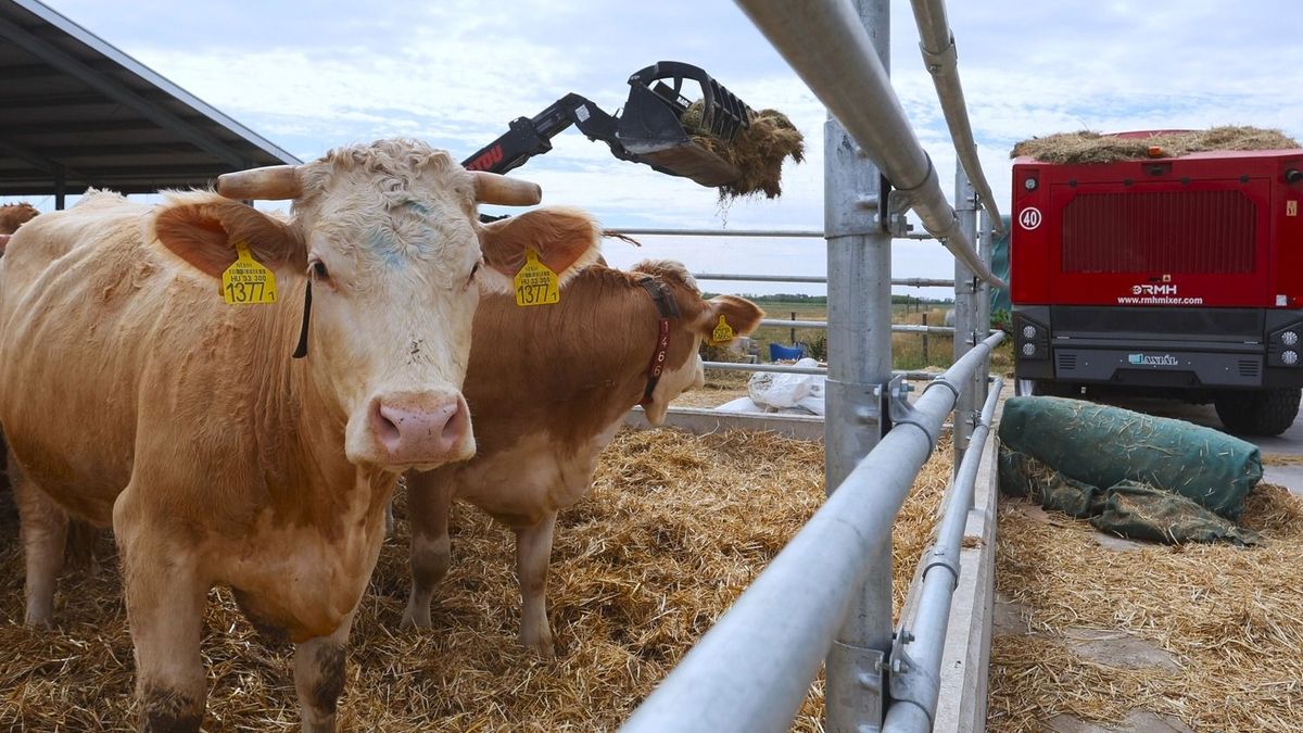 Már a startnál elbotlott a Tisza-kormány az agráriumban, 100 nap alatt tűzoltásra futotta: gyorsan gyűlnek az elmaradások