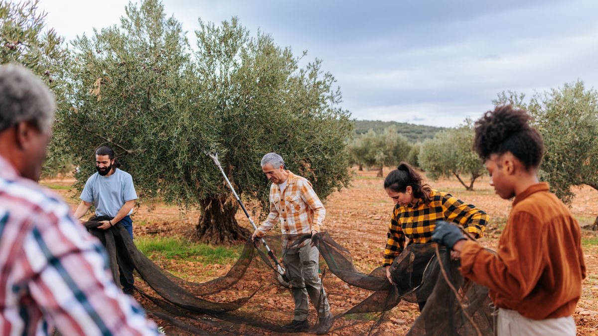 Durván elszállhat az olívaolaj ára: a forróság Európa legnagyobb termelőit sem kíméli – több százezer ember munkája van veszélyben 
