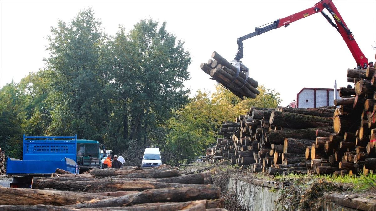 Tűzifaprogram: lesz még dolga a Tisza-kormánynak az áfacsökkentésen túl is 