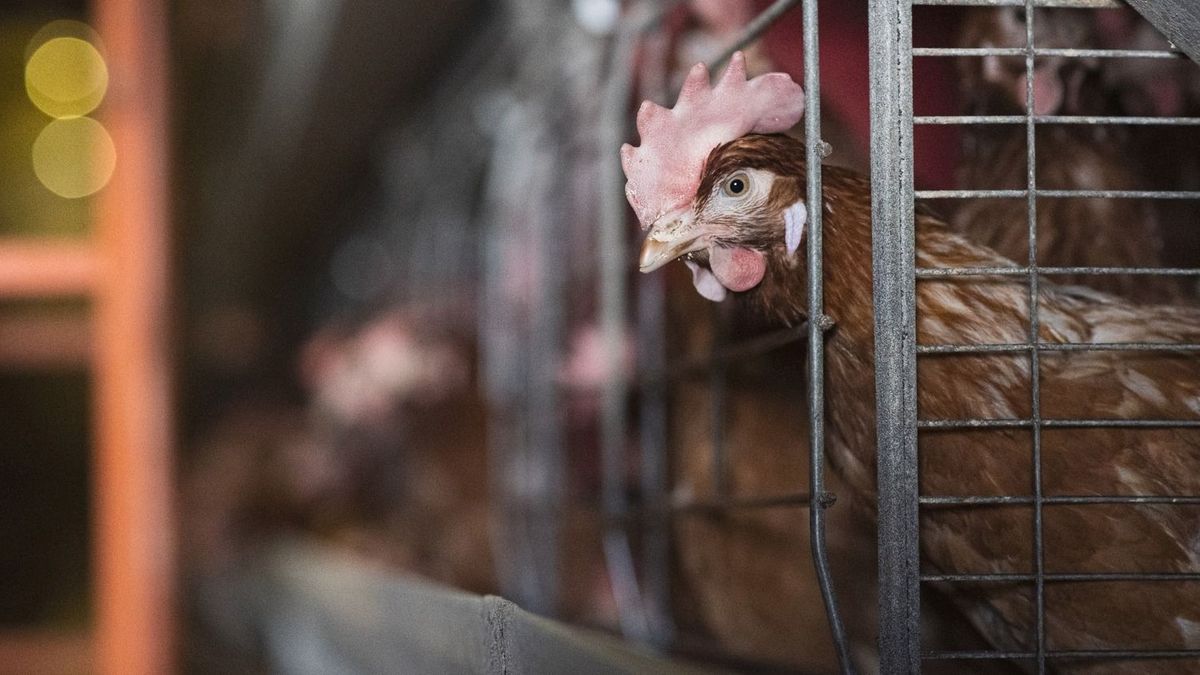 Plusz nullán egyensúlyoz a baromfiágazat – a járvány és az import megtörheti a lendületet 