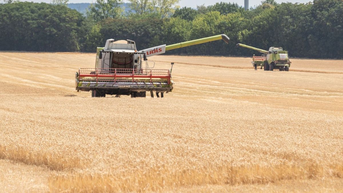 Aggódhatunk a mindennapi kenyérért: háromszorosára drágíthatja a búzát a globális felmelegedés 