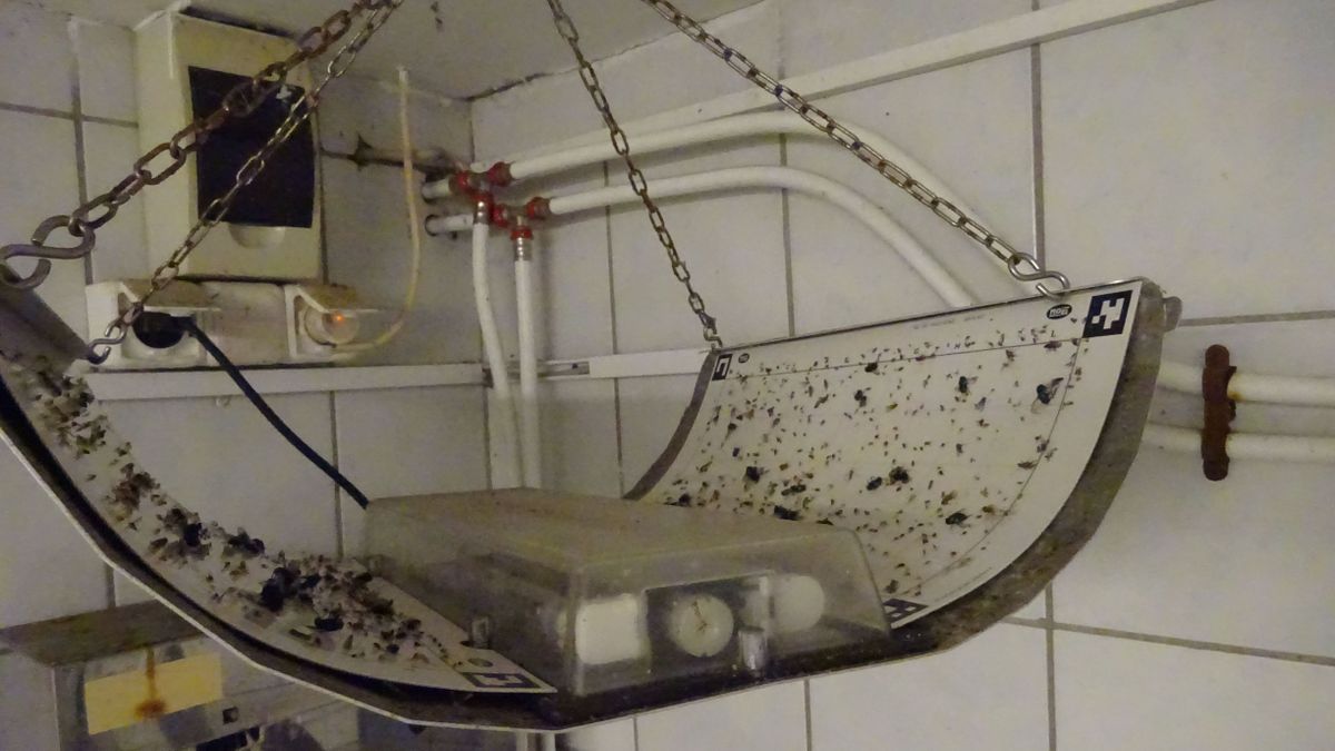 Rovartetemek és kosz fogadta az ellenőröket: gyrosüzemben csapott le a Nébih