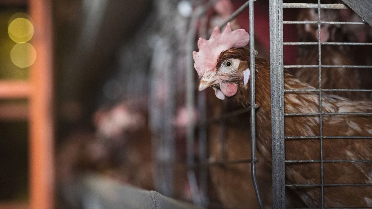 Keletre tolódik Európa csirkepiaca: Magyarország nagyot ugrott, Ukrajna is növeli a nyomást, de a lengyelek verhetetlenek