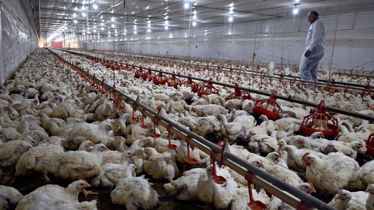 Brazil baromfi: megvan az uniós zöld lámpa, de a sorompó még áll, csak egy döntés és áradhat az import