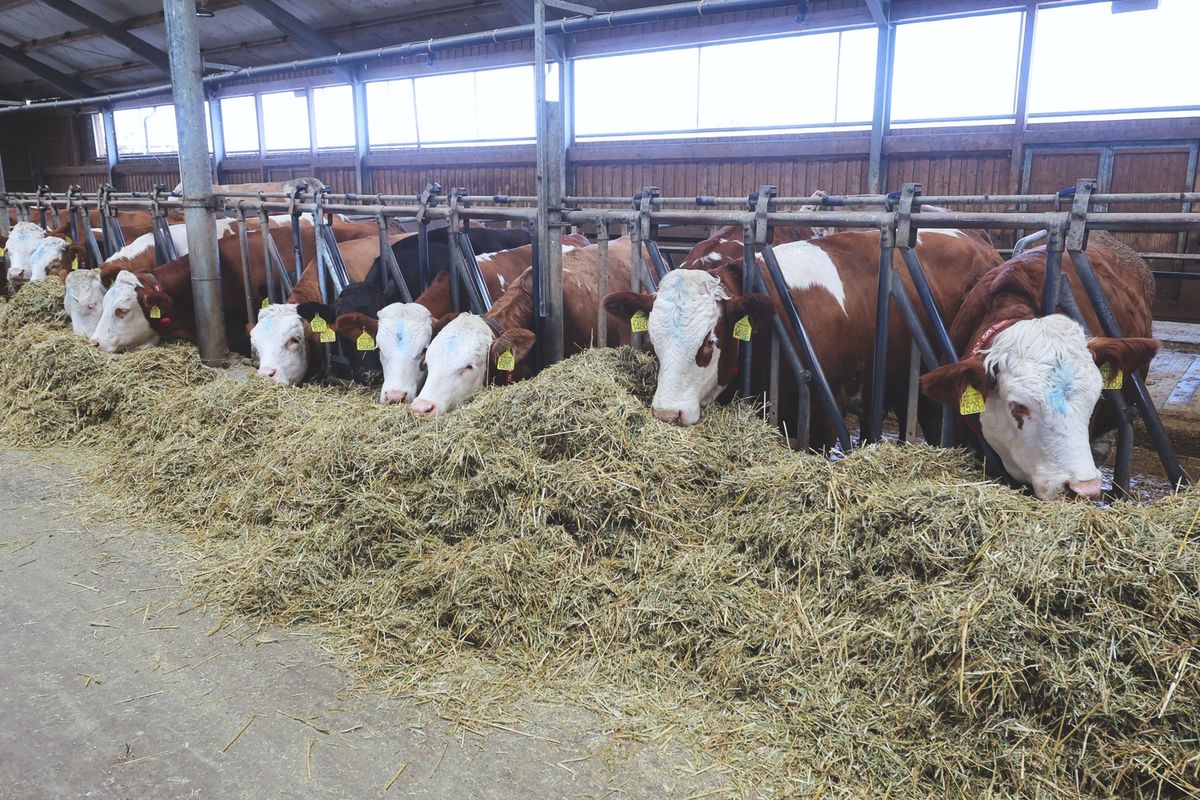 mérsékelt áremelkedés a tej árában jelezheti a fordulatot, de nagyon durvák a vesztességek