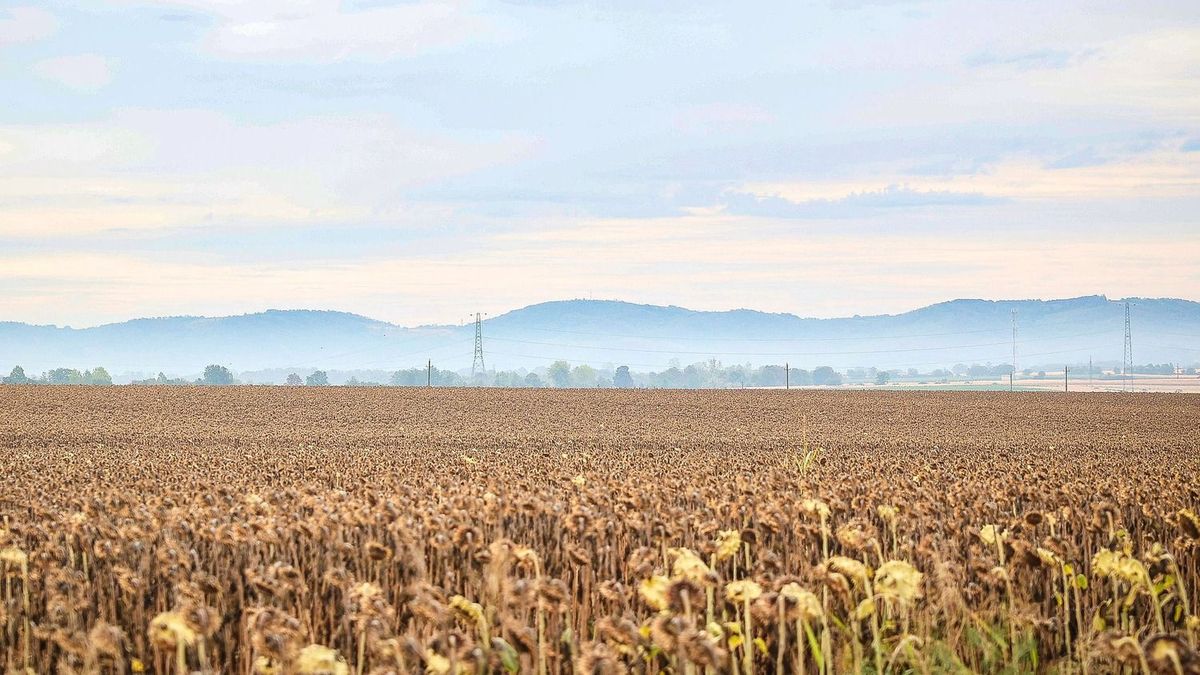 Európai agrárválság: pénzt követelnek a gazdák és egyes szabályok lazítását – a tagállamok intézkedései nem állnak arányban a krízissel 