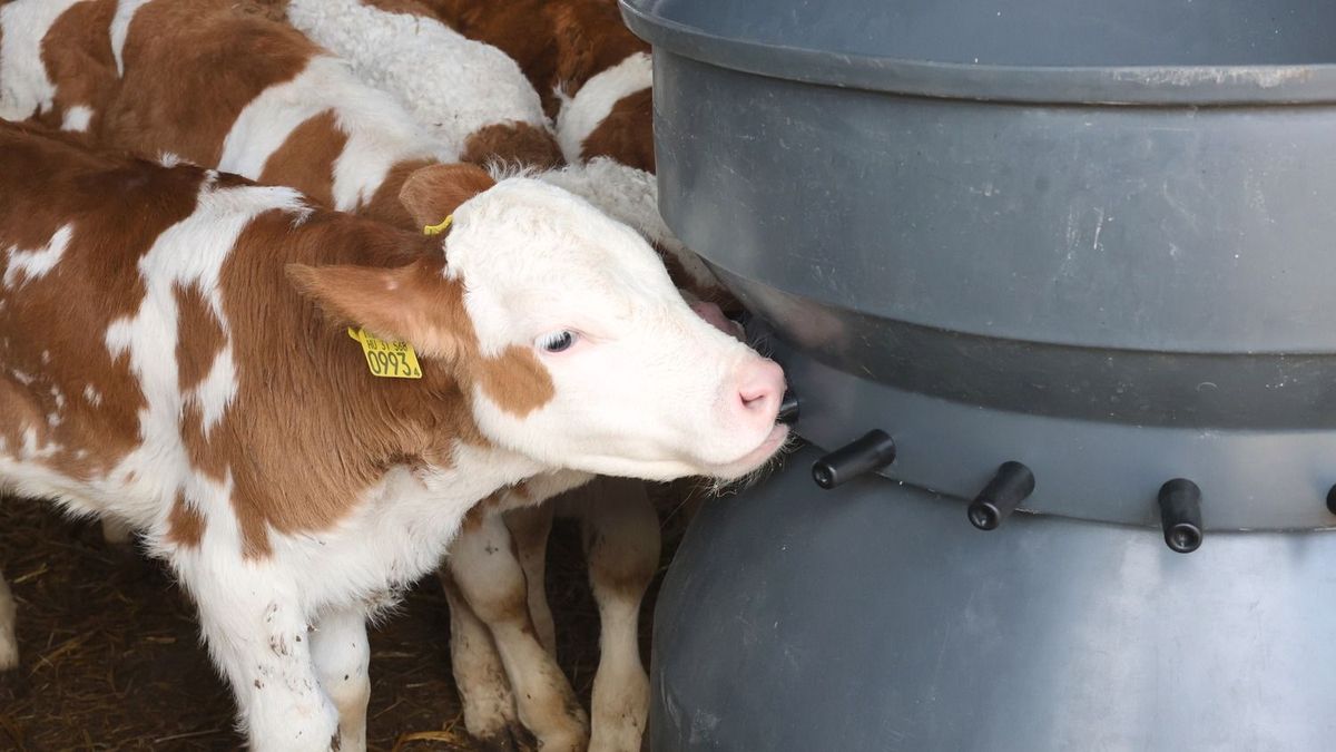 Fellázadtak az uniós agrárpolitikusok az Európai Bizottság ellen: az állattartó telep nem ipari üzem 