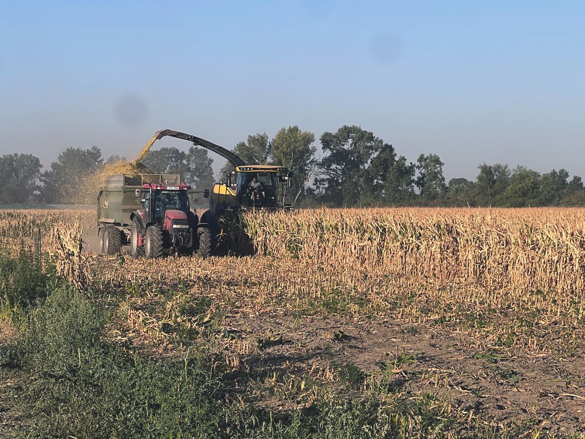 kukorica, agrárválság, takarmány, gaabona, Európai Unió