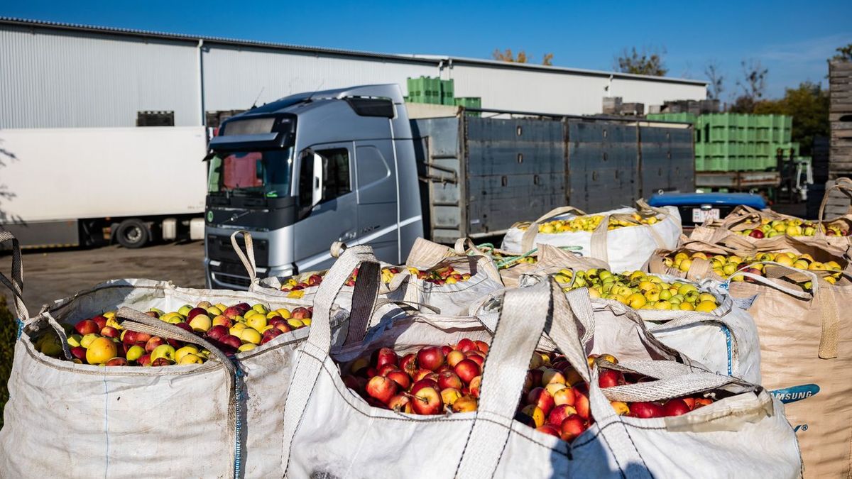 Most már a kormánynak is szemet szúrt: osztrák és német multik vásárolják fel fillérekért a magyar almát, tönkre mennek a gazdák – Bóna Szabolcs lépni fog